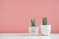 Cactus in clay pots plants in different pots. Potted cactus house plants on white shelf against pink wall.