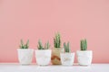 Cactus in clay pots plants in different pots. Potted cactus house plants on white shelf against pink wall.