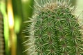 Cactus close up