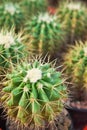 Cactus close up Royalty Free Stock Photo