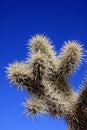 Cactus close up