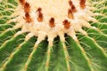 Cactus close-up Royalty Free Stock Photo