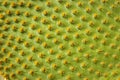 Cactus close up Royalty Free Stock Photo