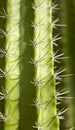 Cactus Close up