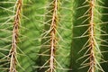 Cactus Close Up Background