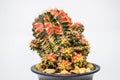 Cactus - Close up of Beautiful Cactus " Gymno Multicolors" in black pot on white background