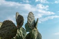 Cactus close-up on blue scenic sky in Greece