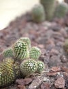 Cactus close up