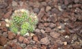 Cactus close up