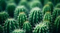 Cactus close up. Generative Ai