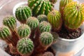 Cactus. Close up of globe shaped cactuses. Cactus view from above Royalty Free Stock Photo