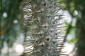 Cactus close up Royalty Free Stock Photo