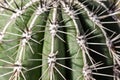 Cactus Close-up, Green Cactus, Macro Photo