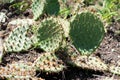 Cactus close up. Green cactus in the park.  Cactus flower close-up on the background of the park Royalty Free Stock Photo