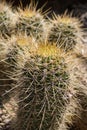 Cactus with huge spikes, macro shot