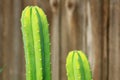 Cactus close up in home garden Royalty Free Stock Photo