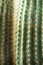 Cactus close-up. Home indoor plants with thorns. A succulent