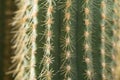 Cactus close-up. Home indoor plants with thorns. A succulent