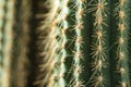 Cactus close-up. Home indoor plants with thorns. A succulent