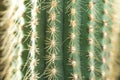 Cactus close-up. Home indoor plants with thorns. A succulent