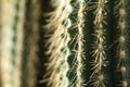 Cactus close-up. Home indoor plants with thorns. A succulent