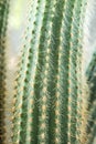 Cactus close-up. Home indoor plants with thorns. A succulent