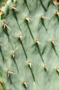 Cactus Royalty Free Stock Photo