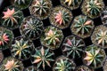 Cactus Close Up outdoor Royalty Free Stock Photo