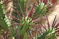 Cactus Close up - Purple Spikes - Pincushion Eupho