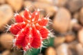 Cactus close up