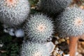 Cactus close up shot Royalty Free Stock Photo