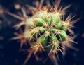 Cactus Royalty Free Stock Photo