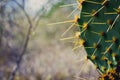 Prickly Pear Royalty Free Stock Photo