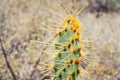 Close up Cactus Royalty Free Stock Photo