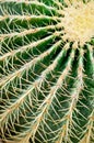 Cactus close-up. Succulent plant detail. Royalty Free Stock Photo