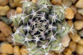 Cactus close up thorn