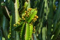 Cactus Close-Up with Yellow Fruit Royalty Free Stock Photo
