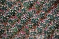 Cactus closeaup background Royalty Free Stock Photo
