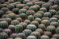 Cactus closeaup background Royalty Free Stock Photo