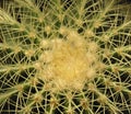 Cactus closeup Royalty Free Stock Photo