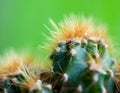 Cactus closeup Royalty Free Stock Photo