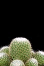 Cactus closeup. Royalty Free Stock Photo