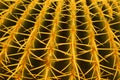 Cactus closeup