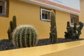 Cactus closeup detail on a house in Madeira