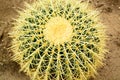 Cactus closeup, Echinocactus grusonii succulente