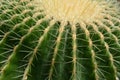 Cactus Closeup Royalty Free Stock Photo