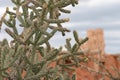 Cactus closeup with Mission in background, Abo Pueblo, New Mexico