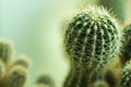 Cactus closeup Royalty Free Stock Photo