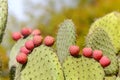 Cactus closeup, prickly pear or opuntia ficus - indica with purple ripe fruits on the Canary Islands Royalty Free Stock Photo