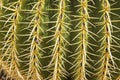 Cactus closeup prickly spines